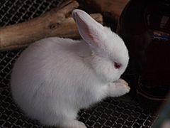 Archivo:Rabbit - Polish breed - White with Red Eyes - from Japan
