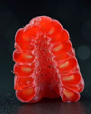 Archivo:Raspberry - halved (Rubus idaeus)