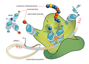 Archivo:Ribosome mRNA translation es