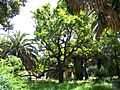Roble de las acacias