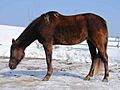 Rock-mountain-horse-2