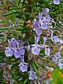 Rosmarinus officinalis 0003