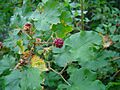 Rubus deliciosus fruit