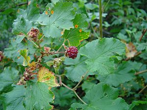 Archivo:Rubus deliciosus fruit