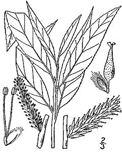 Salix sericea(02).jpg