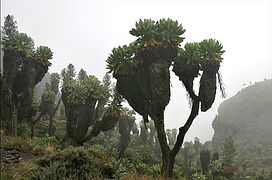 Senecio kilimanjari Barranco