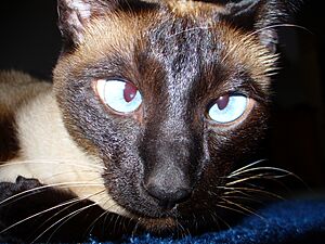 Archivo:Siamese Cat Cross-Eyed