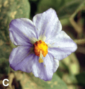 Archivo:Solanum baretiae flower