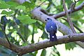 Spot-tailed goshawk - Accipiter trinotatus, Tangkoko lodge, northern Sulawesi, 2011-04-19 (4 of 10) (5834083244)