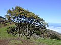 Starr 020221-0023 Sophora chrysophylla