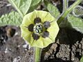 Starr 040131-0075 Physalis peruviana