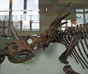Archivo:Styracosaurussk