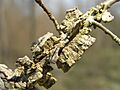 Ulmus carpinifolia suberosa 1 beentree