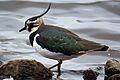 Vanellus vanellus 1
