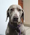 Weimaraner hembra