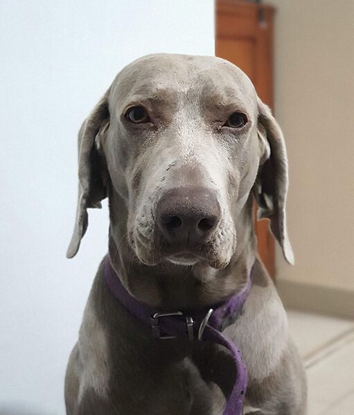 Weimaraner hembra