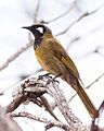 White-eared Honeyeater by Ron Knight