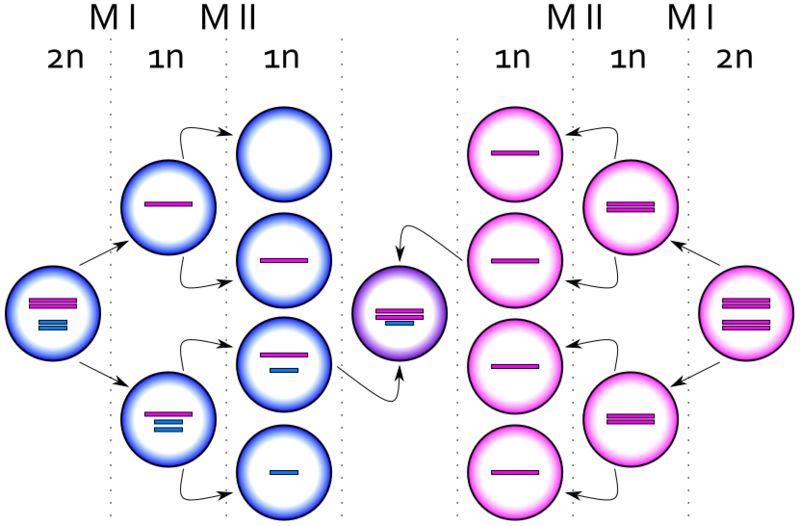 XXY syndrome M