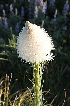 Archivo:Xerophyllum tenax - Buffalo Grass Bloom