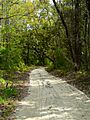 A Country Road In Jefferson County, Florida