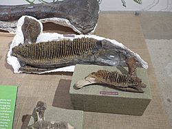 Archivo:Adult and juvenile hadrosaur jawbone