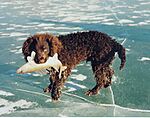 American Water Spaniel 001.jpg