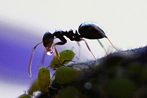 Archivo:Ant Receives Honeydew from Aphid