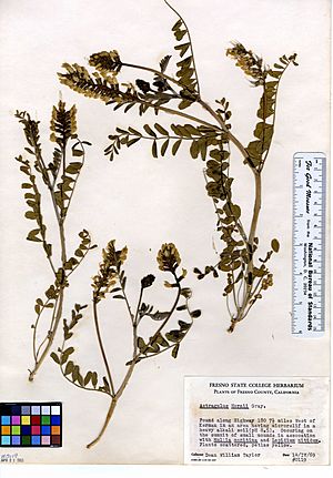 Archivo:Astragalus asymmetricus (5947068793)