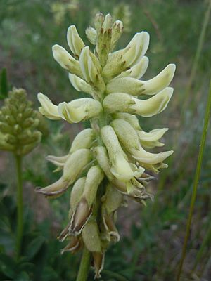 Archivo:Astragalus canadensis — Matt Lavin 003