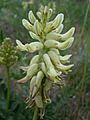 Astragalus canadensis — Matt Lavin 003