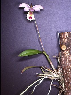 Barkeria barkeriola Orchi 021.jpg