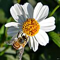 Bidens alba (Spanish needle) (6946051637)