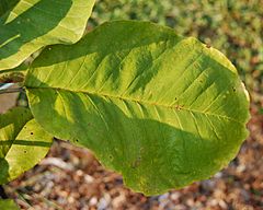 Archivo:Bigleaf Magnolia Magnolia macrophylla Leaf 2500px