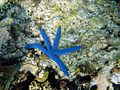 Blue starfish in Papua New Guinea