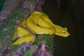 Bothriechis schlegelii yellow morph