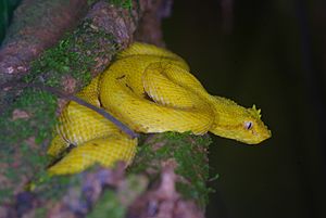 Archivo:Bothriechis schlegelii yellow morph