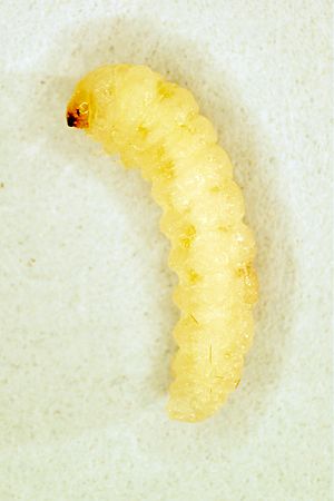 Archivo:CSIRO ScienceImage 10821 Larvae of Sitotroga cerealella Angoumois grain moth
