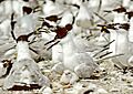 Cabot's Tern with chick (USFWS)