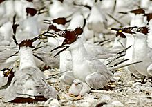 Archivo:Cabot's Tern with chick (USFWS)