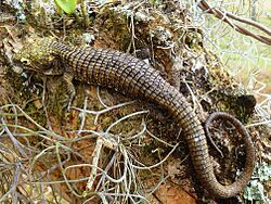 Campbell's Alligator Lizard imported from iNaturalist photo 1461535 on 19 June 2023.jpg