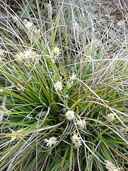 Carex halleriana.jpg