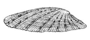 Archivo:Cellana stellifera shell 2