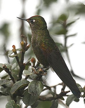 Archivo:Chalcostigma herrani -NW Ecuador-6