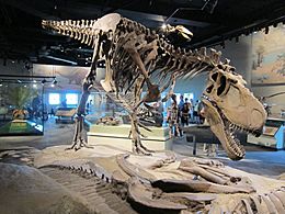 Archivo:Chicago Field Museum - Daspletosaurus