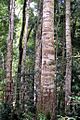 Coachwood -Nymboi-Binderay National Park