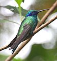 Colibri coruscans