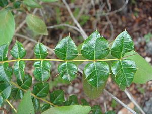 Archivo:Comocladia dodonaea 1