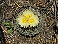 Coryphantha neglecta 2