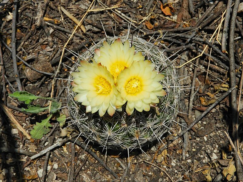 Coryphantha neglecta 2