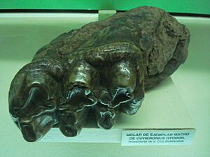 Archivo:Cuvieronius hyodon tooth. Museo Nacional de Costa Rica